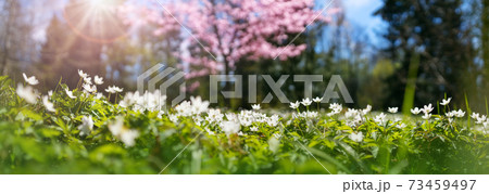 Wood with lots of white spring Oxalis flowers in sunny day 73459497
