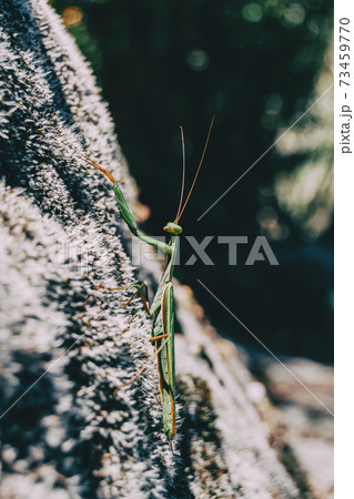 A green mantis on a rock 73459770