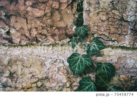 twig of hedera helix climbing 73459774