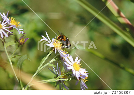 オオハナアブ　野菊の花のひとつにとまって蜜を吸っている。 73459807