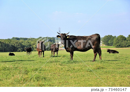 牛（黒毛和種） 73460147