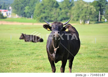 牛(黒毛和種) 牛(黒毛和種) 73460187