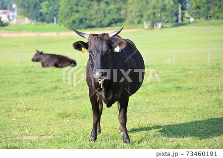 牛（黒毛和種） 73460191