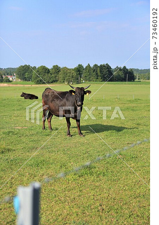 牛（黒毛和種） 73460192