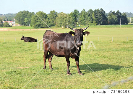 牛（黒毛和種） 73460198