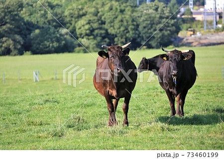 牛（黒毛和種） 73460199