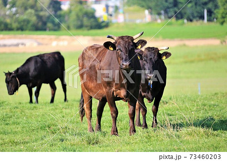 牛（黒毛和種） 73460203