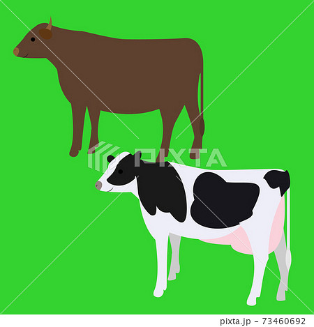 肉牛と乳牛のイラスト Cows Illustrationのイラスト素材