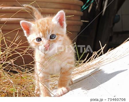 子猫の散歩 子猫の散歩 73460706