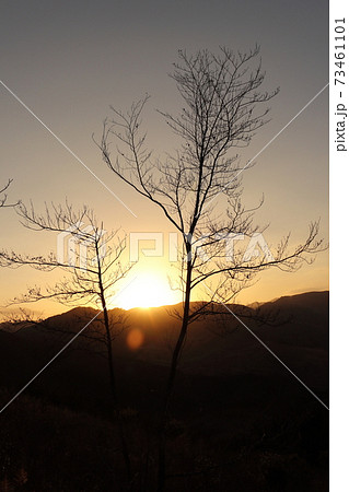 冬木と夕日 73461101