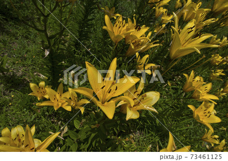 黄色いスカシユリの花が満開です。学名は Lilium maculatumです。 73461125
