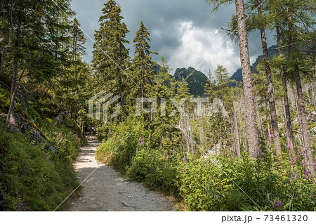 Rocky hiking path in Studena dolina, High Tatras national park, Slovakia, Europe, cloudy sky. Rocky hiking path in Studena dolina, High Tatras national park, Slovakia, Europe, cloudy sky. 73461320