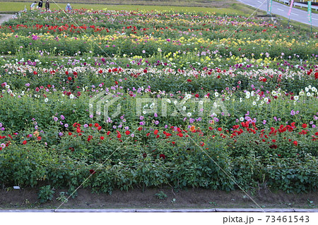 宝塚 ダリア園 兵庫県 の写真素材