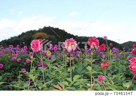 宝塚 ダリア 花畑 兵庫県 の写真素材