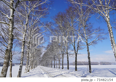 十勝牧場 白樺並木 積雪あり の写真素材
