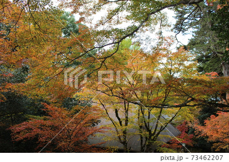 高源寺の紅葉　［兵庫県］ 73462207