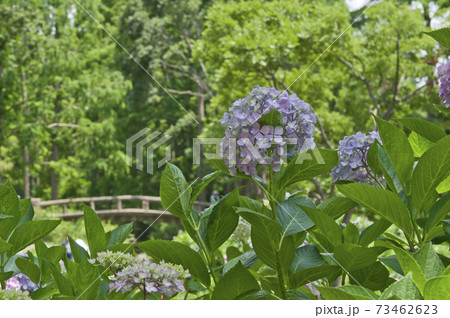紫陽花園に紫色のアジサイの花が咲いています。 73462623