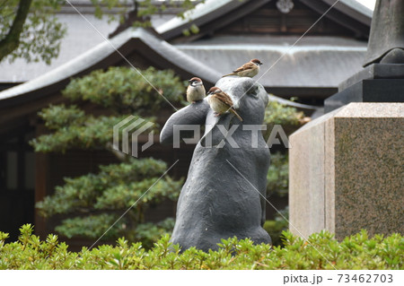 うさぎと雀 73462703