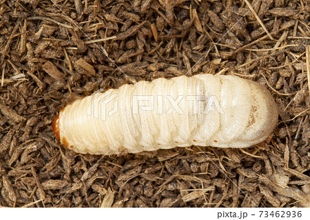 Grub worms, Coconut rhinoceros beetle (Oryctes rhinoceros), Larva on soil background Grub worms, Coconut rhinoceros beetle (Oryctes rhinoceros), Larva on soil background 73462936