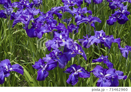 花菖蒲園に紫色のショウブの花が咲いています。このハナショウブの名前は藍草紙（アイゾウシ）です。 73462960