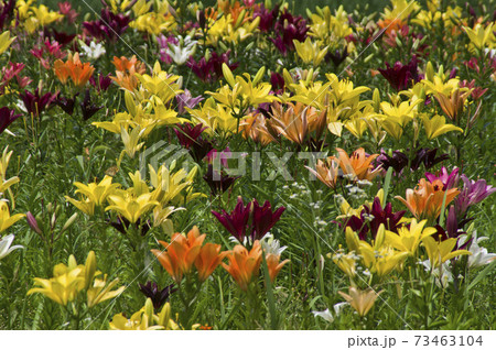 黄色や赤紫色 白色 オレンジ色 赤色のユリの花が咲いています の写真素材