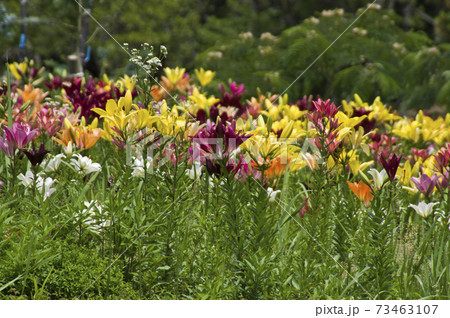 黄色や赤紫色 白色 オレンジ色 赤色のユリの花が咲いています の写真素材