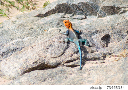 Closeup of Orange headed common Agama Rainbow Lizard Closeup of Orange headed common Agama Rainbow Lizard 73463384