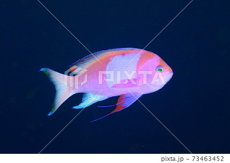 スミレナガハナダイのオス 73463452