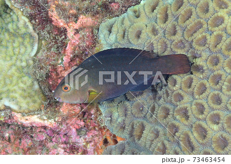 ブダイの仲間の幼魚 ブダイの仲間の幼魚 73463454