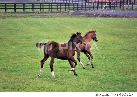 サラブレッド サラブレッド 73463517