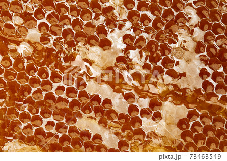 Newly pulled honey bee honeycomb beeswax on plastic foundation with pollen tracks. Newly pulled honey bee honeycomb beeswax on plastic foundation with pollen tracks. 73463549