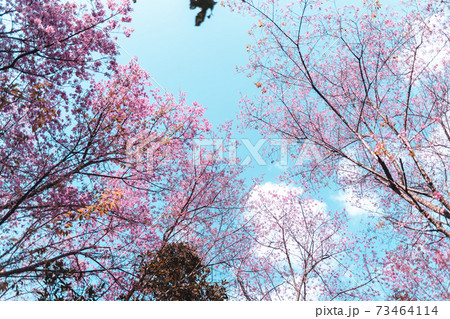 Pink flowers in the forest against a bright sky Pink flowers in the forest against a bright sky 73464114