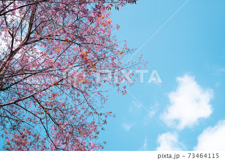 Pink flowers in the forest against a bright sky 73464115