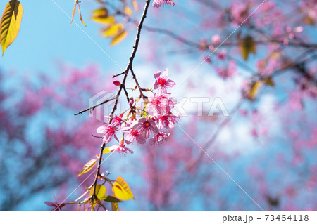 Pink flowers in the forest against a bright sky Pink flowers in the forest against a bright sky 73464118