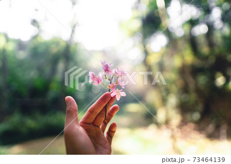 Pink flowers in the forest against a bright sky 73464139