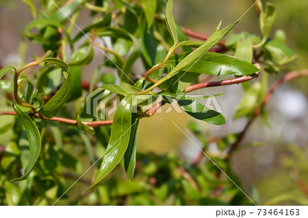 Dragons claw willow 73464163