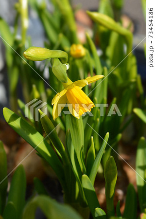 Daffodil Tete a Tete 73464186