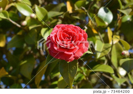Camellia flower bud 73464200