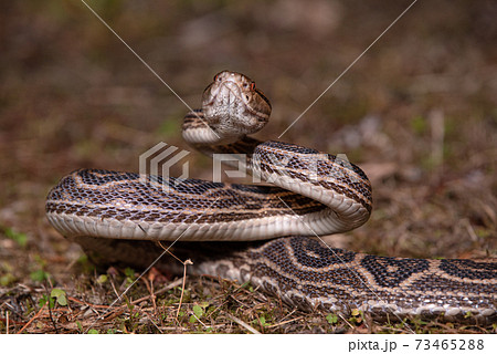 正面から見た飛び掛かろうとするハブ 73465288