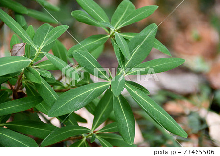 オニシバリの葉（12月頃） 73465506