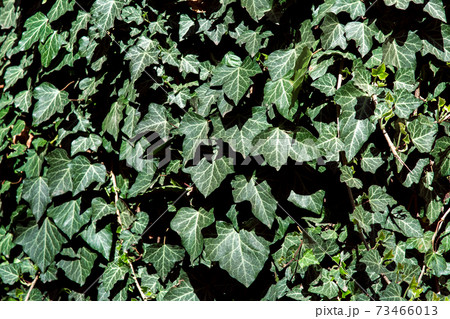Ivy leaves closeup, evergreens eco friendly background. Ivy leaves closeup, evergreens eco friendly background. 73466013