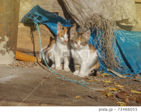 Homeless cats need a new home. Baby stray cats Homeless cats need a new home. Baby stray cats 73466055