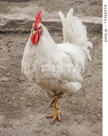 Close up head rooster. Close up of head chicken Close up head rooster. Close up of head chicken 73466059