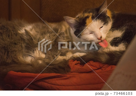 Two cats sleeping in the house Two cats sleeping in the house 73466103
