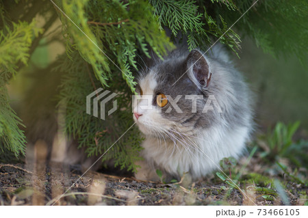 Beautiful cat portrait with yellow eyes Beautiful cat portrait with yellow eyes 73466105