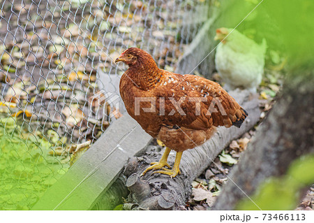 Autumn landscape with hen . Hen on autumn landscape Autumn landscape with hen . Hen on autumn landscape 73466113