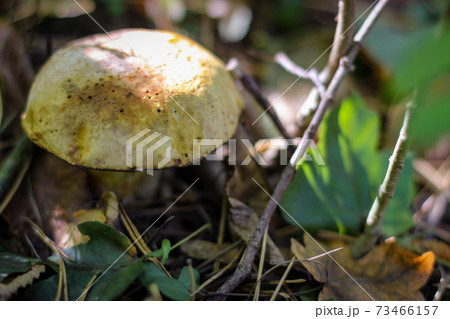 Wonderful mushroom photographed close up in the  sunlight 73466157