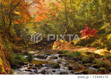 秋の深耶馬溪・山移川支流沿いの紅葉 秋の深耶馬溪・山移川支流沿いの紅葉 73466170