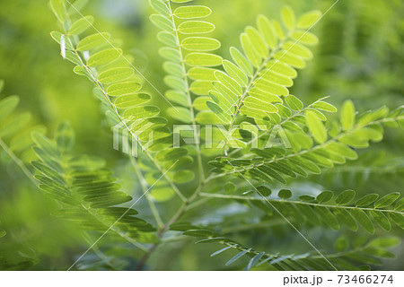 緑の葉　羽状複葉 73466274
