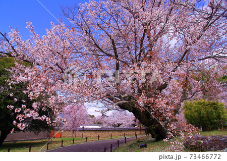 世界遺産 醍醐寺 (京都 伏見区)霊宝館横に咲くしだれ桜 世界遺産 醍醐寺 (京都 伏見区)霊宝館横に咲くしだれ桜 73466772